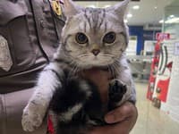 Ďalší zvierací výtržník: Polícia zadržala mačku, mala spáchať trestný čin napadnutia verejného činiteľa FOTO