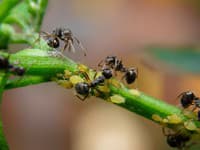 Záhradníci varujú: Spolužitie vošiek a mravcov vám zničí úrodu! Čo s tým môžete robiť?