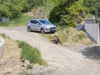 AKTUÁLNE Medveďa zachytili priamo v obci! FOTO Šelma pobehovala po ulici