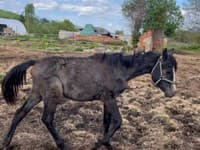 OTRASNÉ zverstvá na farme na strednom Slovensku: Po zemi sa povaľovali mŕtve telá, z DETAILOV tuhne krv