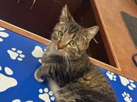 Mačka s nadmerným počtom labiek šokovala záchranárov v Alberte FOTO