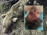 Krvavý útok medveďa pri Sučanoch! Kuffa ukázal šokujúce fotky obete: Zábery nie sú vhodné pre citlivé povahy