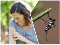 Úrady varujú: Až 60 prípadov horúčky dengue v Taliansku, komáre sú aktívnejšie a nebezpečnejšie!