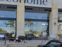 Obľúbenú turistickú destináciu ničia divé prasce: Stratili prirodzený strach z ľudí, turisti v panike utekajú!