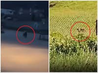 VIDEO Medveď pobehuje priamo v obci, nasadili drony a armádu! FOTO Šelmy videli aj na ďalších miestach