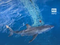 V Jadranskom mori sa objavil nebezpečný žralok biely: Turisti sú v šoku, rybár ho chytil na TOMTO mieste!