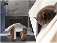 Muž (†50) zomrel po uhryznutí netopierom! Nakazil ho smrteľným vírusom: Keď sa objavia príznaky, smrť je istá