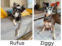 Neuveríte, čo odhalil DNA test adoptovaného psa: FOTO Rodina zostala v šoku, TOTO ich rozplakalo!