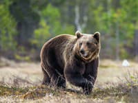 AKTUÁLNE V meste videli medvedicu! Radnica vyzýva na opatrnosť