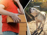 Doručenie ako z nočnej mory: Kuriér v Senci prehodil balík cez plot: Roztrhal ho pes!