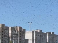 Desivé zábery z Ukrajiny: VIDEO Milióny kobyliek zaplavili juh krajiny! Na vine je Rusko