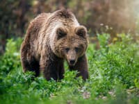 Nebezpečná hra s medveďom mohla skončiť tragicky: VIDEO pobúrilo ochranárov! To naozaj mu dal muž sladený nápoj?