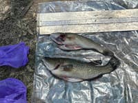 Rybársky výlet za tisíce: FOTO Dvom rybám chýbalo pár centimetrov, zákon bol neúprosný!