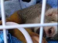 Arogancia návštevníkov ZOO zabíjala: VIDEO Opicu kŕmili sušienkami s čokoládou, tá do pár hodín uhynula!