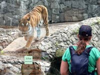 Z koňa večera pre rysa? Šokujúca ponuka od ZOO: Darujte nám vaše domáce zvieratá ako potravu!