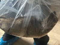 Potkan veľký ako pes vydesil odborníkov aj celé mesto: FOTO Obyvatelia žiadajú okamžitú deratizáciu!