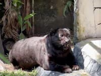 Virálne video tučného pantera šokovalo internet: Komentáre k popukaniu, zoologická záhrada reaguje!