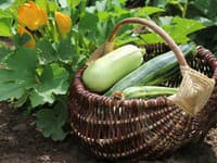 Šokujúce odhalenie: Cukety vo vašej záhrade môžu byť smrteľne jedovaté! TAKTO ich spoznáte!