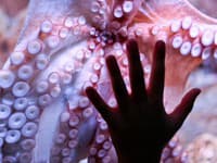 Návšteva akvária sa zmenila na horor: VIDEO Chobotnica držala dieťa päť minút, spôsobila mu modriny až po rameno!