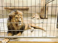 Horor v ZOO: Matka dala dcérinho miláčika ako dar levom, tvrdí, že to bolo správne!