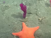 Vedecká expedícia sa zmenila na komédiu: FOTO Diváci nemohli uveriť, čo spozorovali pod hladinou, veď to je..!