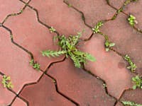 Záhradnícky trik roka: Zabudnite na postreky! Tento lacný TRIK ničí burinu rýchlejšie než chemikálie