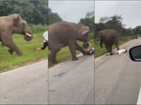 Hororové zábery na VIDEU: Muža udupal slon! Chcel si s ním urobiť selfie