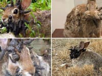Šokujúci pohľad: FOTO Bizarné rohaté králiky desia obyvateľov! Odborníci varujú, nedotýkajte sa ich!