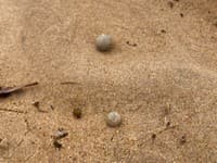 Austrália na nohách: Na siedmich plážach sa opäť objavili záhadné GULE!