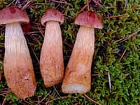 Invázny americký hríb sa blíži k Slovensku: V Česku ho už našli, môže vytláčať naše pôvodné druhy