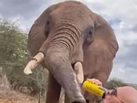 Poburujúce VIDEO zo safari: Španielsky turista nalieval slonovi pivo, ešte sa tým pochválil na sociálnej sieti!