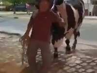 Opitý muž sa na ceste domov stratil: NEUVERITEĽNÉ, kto ho doviedol! VIDEO To je býk?