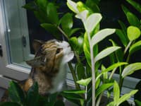 Populárne rastliny sú veľmi nebezpečné: Hrozia vážne problémy pre mačky a psy! Na aké druhy si dať pozor?