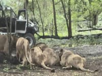 Návšteva zoo sa zmenila na boj o život! Levy roztrhali ošetrovateľa pred očami návštevníkov: Tí s hrôzou kričali o pomoc