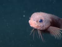 Podmorský BIZÁR: Pri Kalifornii objavili rybu s bradkou a modrými očami! Prekvapila aj samotných vedcov