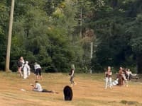 Šokujúce VIDEO: Piknik prerušil medveď! Dvojica si nebezpečného návštevníka všimla až na poslednú chvíľu