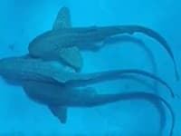 Potápač neveril vlastným očiam: Žraloky pri párení predviedli nečakanú trojku! Po výkone zostali bezvládne na dne