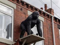 Dekorácia alebo prehrešok? Gorila pred domom vyvolala rozruch: Rozdelila susedov aj radnicu! Majiteľka v problémoch