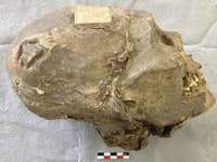 Vedci odhalili šokujúce tajomstvá 350-ročnej lebky: Deformovaná hlava a záhadná trepanácia! Stopy po bizarných rituáloch