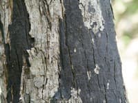 Vedci v Bratislave bijú na poplach: Stromy napadla smrteľná huba! Hrozí nebezpečenstvo aj ľuďom?