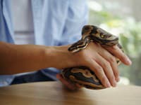 Žiaci si z hodiny odniesli HOROROVÝ zážitok: Živé mačiatko ako obed pre hada! VIDEO vyvolalo pobúrenie