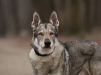 Na severe Grécka našli tajomného tvora: Až testy DNA odhalili, že ide o hybrida! Vedci sú v nemom úžase