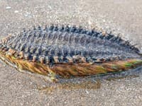 Šok pri prechádzke po pláži: Objavili tvora, ktorý vyzeral ako mimozemšťan! Vedci varujú, nedotýkajte sa