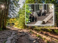 Situácia, z ktorej TUHNE krv v žilách! Turistka narazila v Tatrách na tri medvede: Zverejnila neskutočné FOTO