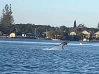 Táto optická ilúzia vám zamotá hlavu: Kengura v mori?! Austrálske video mätie internet, pravda vás prekvapí!