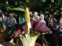 Do botanickej záhrady za ňou cestovali tisíce ľudí: Zmizla najsmradľavejšia rastlina sveta! Prezradí zlodeja zápach?