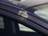 Vtáky si vyberajú svoje obľúbené autá: Patrí medzi ne aj to vaše? Zistite, ktoré značky a farby sú najohrozenejšie!