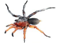 Neuveriteľný nález v Thajsku: Objavili pavúka, ktorý je napoly samec a napoly samica! Zmiatol aj skúsených biológov