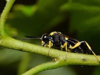 TENTO malý hmyz vás ohromí: Jeho schopnosť by mohla zachrániť životy v operačných sálach! Školí aj skúsených chirurgov