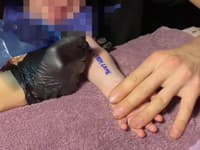 Zvrátená súťaž na internete šokovala svet: Rodičia potetovali ROČNÉ DIEŤA pre byt! Kam až môže zájsť túžba po peniazoch?